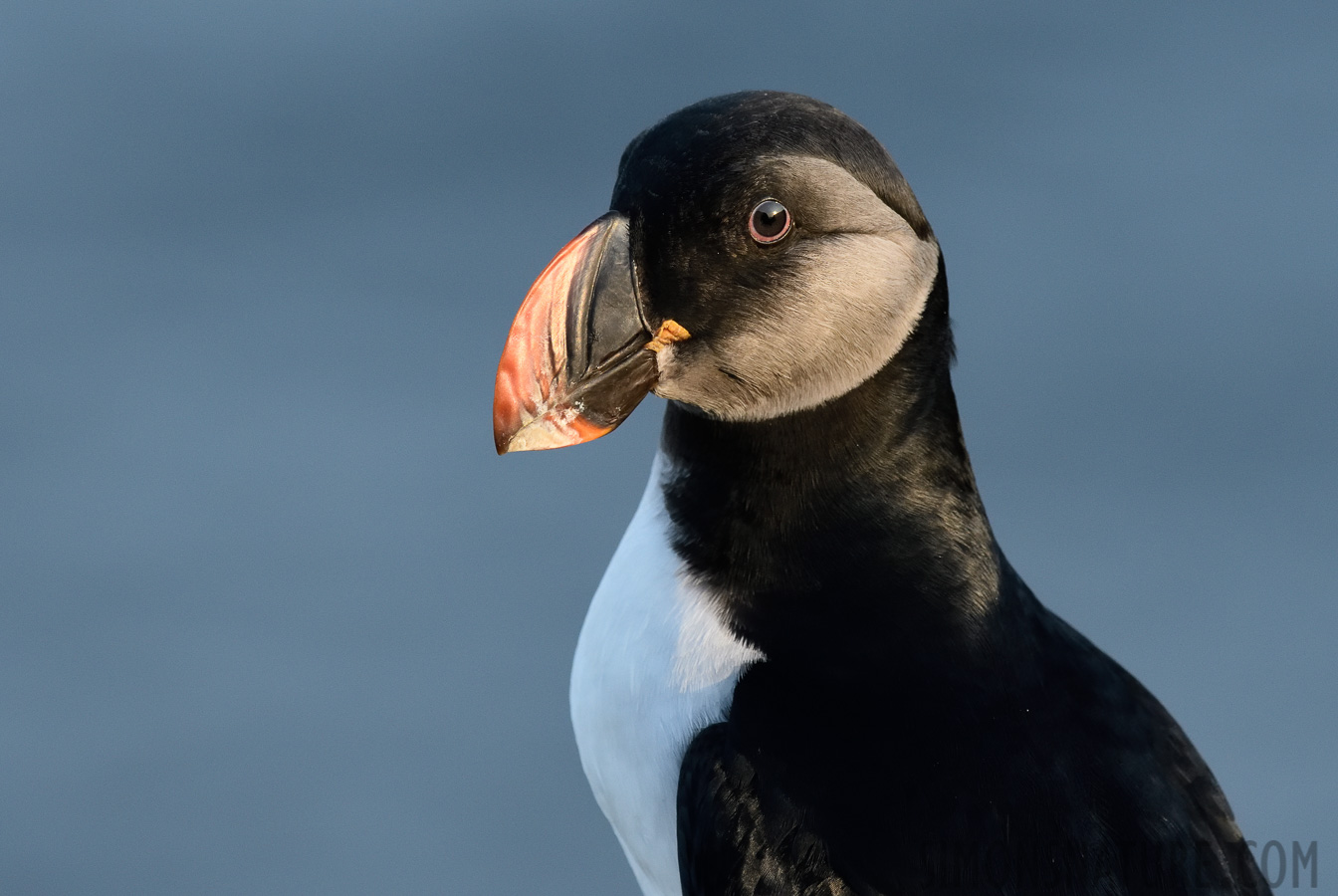 Fratercula arctica [380 mm, 1/500 Sek. bei f / 8.0, ISO 1600]